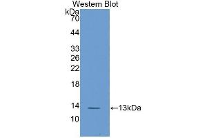 Western Blotting (WB) image for anti-Fatty Acid Binding Protein 1, Liver (FABP1) (AA 2-127) antibody (ABIN1858776) (FABP1 Antikörper  (AA 2-127))