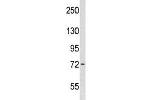 Wee1 antibody western blot analysis in WiDr lysate. (WEE1 Antikörper  (AA 202-230))