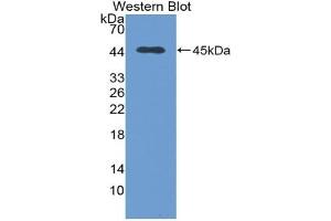 Detection of Recombinant TGFb1, Canine using Polyclonal Antibody to Transforming Growth Factor Beta 1 (TGFb1) (TGFB1 Antikörper  (AA 279-390))