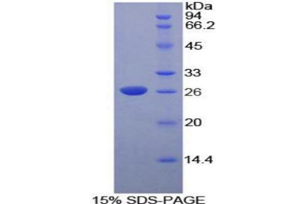 DNASE1L2 Protein