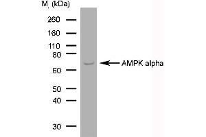 Western Blotting (WB) image for anti-AMPK1/AMPK2 (Catalytic Domain), (N-Term) antibody (ABIN2477407) (PRKAA1/PRKAA2 Antikörper  (Catalytic Domain, N-Term))