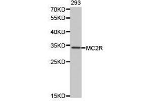 Western Blotting (WB) image for anti-Melanocortin 2 Receptor (Adrenocorticotropic Hormone) (MC2R) antibody (ABIN1873657) (MC2R Antikörper)