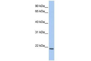 IL22 antibody used at 1 ug/ml to detect target protein. (IL-22 Antikörper  (C-Term))