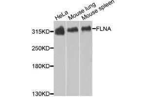 Western blot analysis of extracts of various cells, using FLNA antibody. (Filamin A Antikörper)
