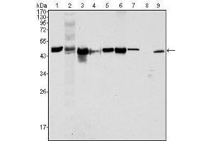 Western Blot showing CK18 antibody used against Hela (1), NIH/3T3 (2), A549 (3), Jurkat (4), MCF-7 (5), HepG2 (6), A431 (7), HEK293 (8) and K562 (9) cell lysate. (Cytokeratin 18 Antikörper  (AA 391-483))