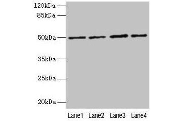 EVA1C Antikörper  (AA 49-322)