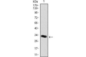 Western Blotting (WB) image for anti-Thrombopoietin (THPO) antibody (ABIN1844325) (Thrombopoietin Antikörper)