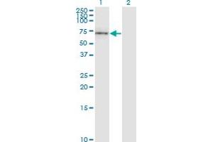 Western Blot analysis of CD19 expression in transfected 293T cell line by CD19 monoclonal antibody (M01), clone 1G3. (CD19 Antikörper  (AA 98-187))