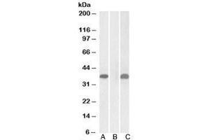 Western blot testing of HEK293 lysate overexpressing human PIM2-MYC with PIM2 antibody (1ug/ml) in Lane A and anti-MYC (1/1000) in lane C. (PIM2 Antikörper)