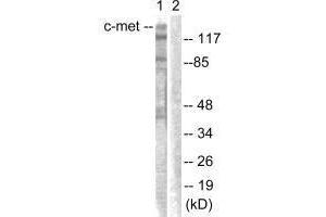 Western blot analysis of extracts from HepG2 cells, using c-Met (Ab-1003) antibody. (c-MET Antikörper  (Tyr1003))