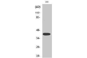 Western Blotting (WB) image for anti-Mitogen-Activated Protein Kinase Kinase 4 (MAP2K4) (pSer80) antibody (ABIN3182070) (MAP2K4 Antikörper  (pSer80))