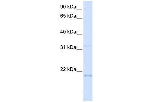 C14ORF180 antibody used at 1 ug/ml to detect target protein. (C14orf180 Antikörper  (N-Term))