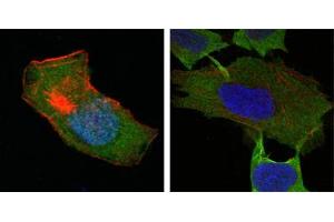 Immunofluorescence (IF) image for anti-Glutathione S-Transferase pi 1 (GSTP1) antibody (ABIN1724656)