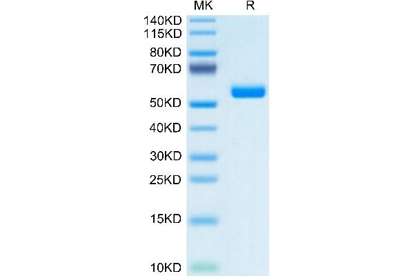 FAM3D Protein (AA 26-224) (Fc Tag)