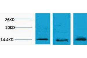 Western Blotting (WB) image for anti-Histone H2B (3meLys5) antibody (ABIN3178847) (Histone H2B Antikörper  (3meLys5))