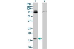 Western Blot analysis of FABP4 expression in transfected 293T cell line by FABP4 MaxPab polyclonal antibody. (FABP4 Antikörper  (AA 1-132))