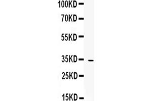 Western blot analysis of OIF using anti-OIF antibody . (OGN Antikörper  (AA 20-298))