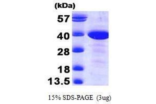 MAT2B Protein (AA 1-323)