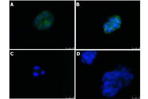 Immunofluorescence (IF) image for anti-Tight Junction Protein 1 (TJP1) antibody (ABIN6655949)