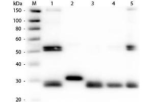 Western Blot of Anti-Rat IgG (H&L) (RABBIT) Antibody (Min X Human Serum Proteins) . (Kaninchen anti-Ratte IgG (Heavy & Light Chain) Antikörper (FITC) - Preadsorbed)