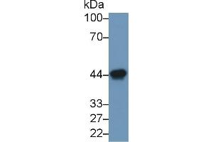 Western blot analysis of Rat Heart lysate, using Human ACTC1 Antibody (1 µg/ml) and HRP-conjugated Goat Anti-Mouse antibody ( (Ovalbumin Antikörper)