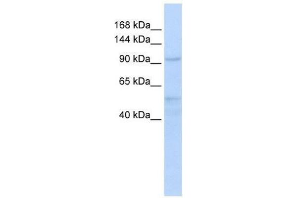 INTS4 Antikörper  (Middle Region)