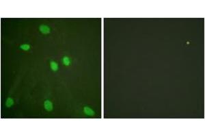 Immunofluorescence (IF) image for anti-Histone 3 (H3) (AA 6-55) antibody (ABIN2890739) (Histone 3 Antikörper  (AA 6-55))