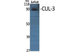 Western Blotting (WB) image for anti-Cullin 3 (CUL3) (N-Term) antibody (ABIN3174605) (Cullin 3 Antikörper  (N-Term))