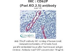 Image no. 1 for anti-Selectin P (Granule Membrane Protein 140kDa, Antigen CD62) (SELP) antibody (ABIN1724063) (P-Selectin Antikörper)