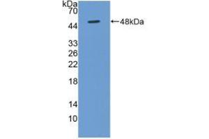 Western blot analysis of recombinant Human BMP4. (BMP4 Antikörper  (AA 22-408))