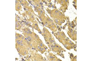 Immunohistochemistry of paraffin-embedded human stomach using PPP2CA antibody. (PPP2CA Antikörper)