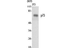 Western Blot (WB) analysis of specific cells using p73 Polyclonal Antibody. (Tumor Protein p73 Antikörper  (Tyr220))