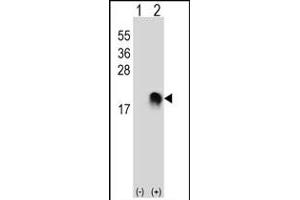 Western blot analysis of SUMO2/3 (arrow) using rabbit polyclonal SUMO2/3 Antibody (M1) (ABIN388030 and ABIN2845501). (SUMO2/3 Antikörper)