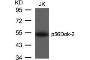Image no. 3 for anti-DOK2 (DOK2) (AA 297-301) antibody (ABIN197540) (DOK2 Antikörper  (AA 297-301))