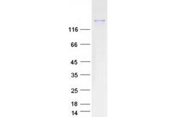 FYCO1 Protein (Myc-DYKDDDDK Tag)