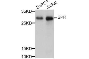 Western blot analysis of extracts of various cell lines, using SPR Antibody. (SPR Antikörper  (AA 1-261))