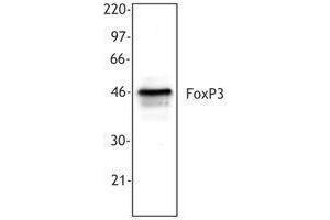 Western Blotting (WB) image for anti-Forkhead Box P3 (FOXP3) antibody (ABIN2664982) (FOXP3 Antikörper)