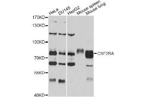 Western blot analysis of extracts of various cell lines, using CSF2RA antibody (ABIN5971066) at 1/1000 dilution. (CSF2RA Antikörper)
