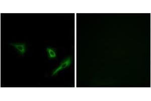 Immunofluorescence (IF) image for anti-Autophagy related 4A Cysteine Peptidase (ATG4A) (AA 81-130) antibody (ABIN2890245) (ATG4A Antikörper  (AA 81-130))