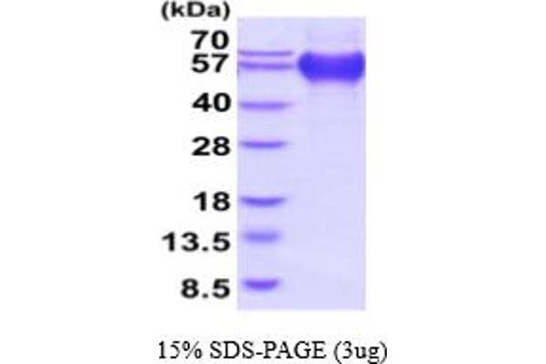 CD68 Protein (AA 22-319) (His tag)