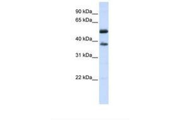 LRRC14 Antikörper  (AA 144-193)