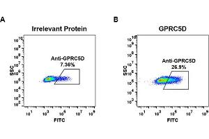 Expi 293 cell line transfected with irrelevant protein  (A) and human GD  (B) were surface stained with Rabbit anti-GD monoclonal antibody 15 μg/mL  (clone: DM60) followed by Alexa 488-conjugated anti-rabbit IgG secondary antibody. (Rekombinanter GPRC5D Antikörper  (AA 1-27))