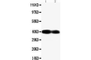 Anti-Connexin 40/GJA5 antibody, Western blotting Lane 1: Mouse Heart Tissue Lysate Lane 2: Mouse Heart Tissue Lysate (Cx40/GJA5 Antikörper  (C-Term))