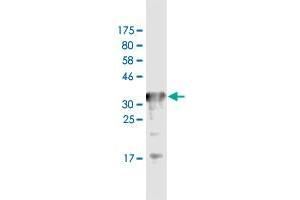 Western Blot detection against Immunogen (36. (Transferrin Receptor Antikörper  (AA 68-168))