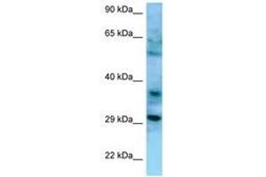 Image no. 1 for anti-CD47 (CD47) (AA 60-109) antibody (ABIN6748299) (CD47 Antikörper  (AA 60-109))