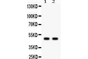 Observed bind size: 48KD (JNK2 Antikörper  (Middle Region))