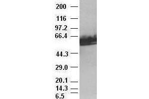 c-myc antibody (1A6) at 1:2000 with HeLa lysates (c-MYC Antikörper)