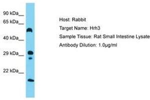 Image no. 1 for anti-Histamine Receptor H3 (HRH3) (AA 122-171) antibody (ABIN6750473) (HRH3 Antikörper  (AA 122-171))