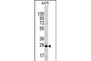 Western blot analysis of anti-CLIC1 Antibody (ABIN391851 and ABIN2841685) in  cell line lysates (35 μg/lane). (CLIC1 Antikörper)