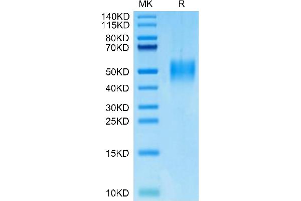 PILRA Protein (AA 32-197) (His tag)